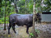 এই সার গরুটি বিক্রি করা হবে।